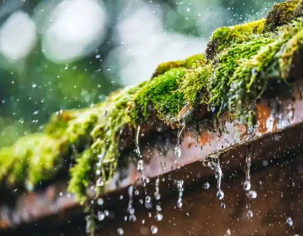 Démoussage de toiture