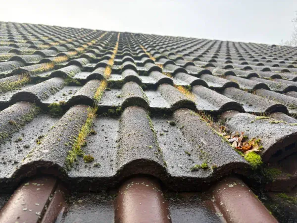 Démoussage de toiture