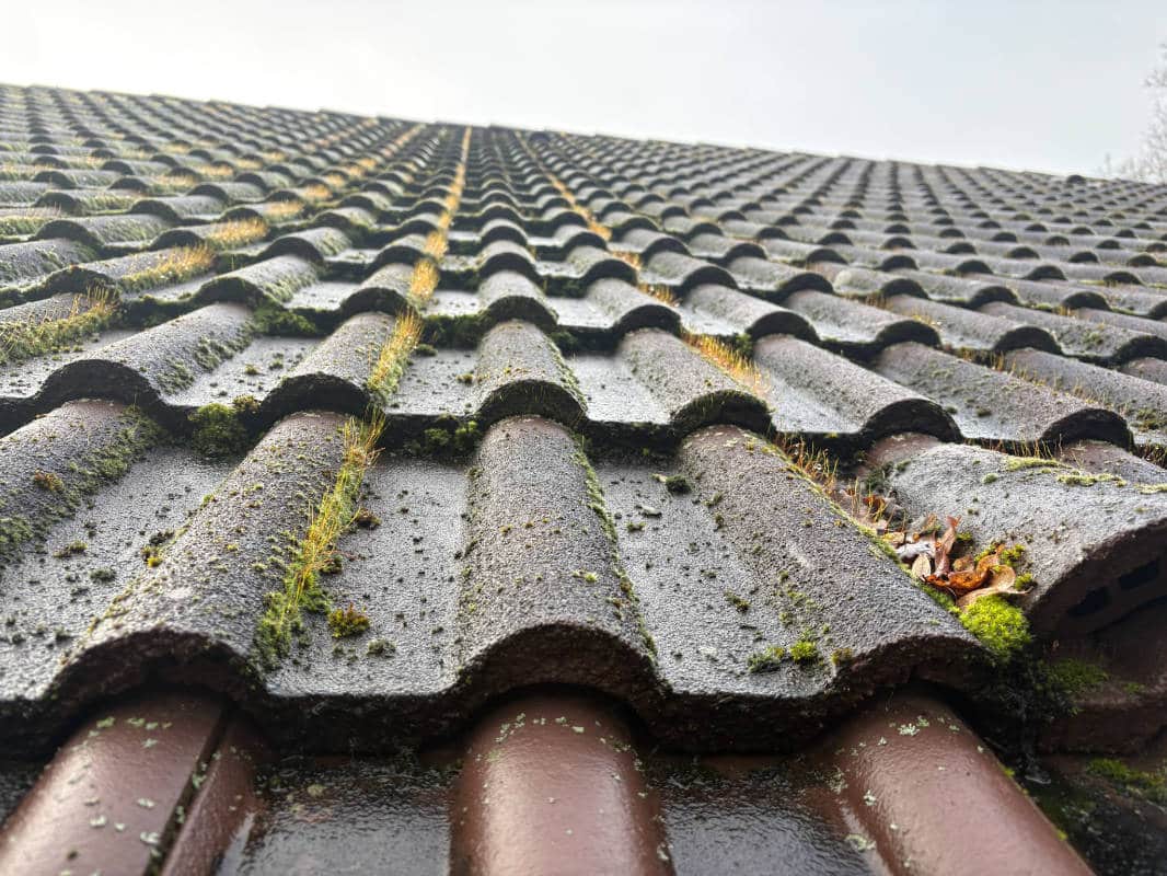 Application d'un anti mousse professionnel sur une toiture encrassée