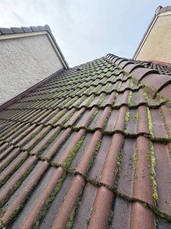 Gros plan sur l'application d'un anti mousse à cachan par LD Couvreur dans le 94